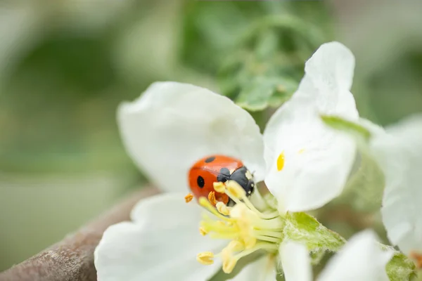 Roter Marienkäfer auf Apfelbaumblüten-Makro-Nahaufnahme — Stockfoto