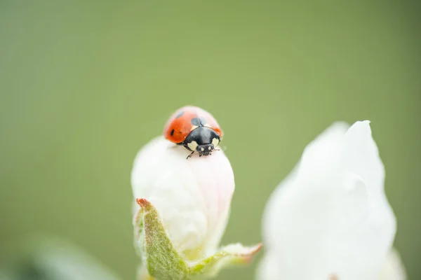 Roter Marienkäfer auf Apfelbaumblüten-Makro-Nahaufnahme — Stockfoto