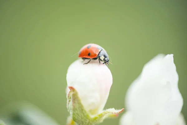 Roter Marienkäfer auf Apfelbaumblüten-Makro-Nahaufnahme — Stockfoto