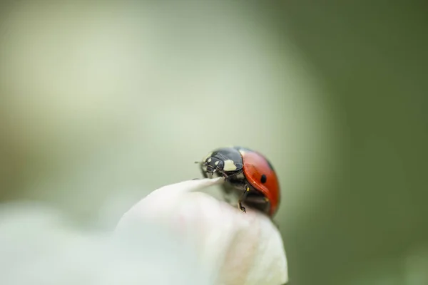 Roter Marienkäfer auf Apfelbaumblüten-Makro-Nahaufnahme — Stockfoto