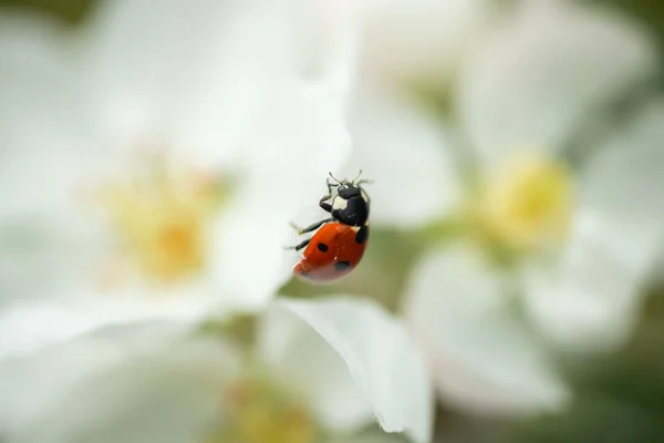 Roter Marienkäfer auf Apfelbaumblüten-Makro-Nahaufnahme — Stockfoto