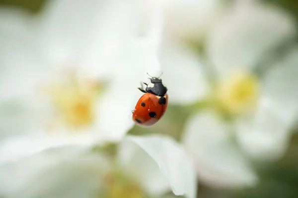 Roter Marienkäfer auf Apfelbaumblüten-Makro-Nahaufnahme — Stockfoto