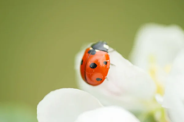 Roter Marienkäfer auf Apfelbaumblüten-Makro-Nahaufnahme — Stockfoto