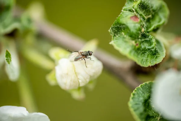 Flyga på Apple Tree Flower Macro närbild — Stockfoto