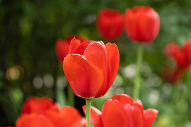 Şehir parkında çiçek tarhında kırmızı lale çiçeği