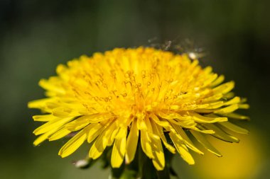 Baharda sarı karahindiba çiçeğinin makro görünümü