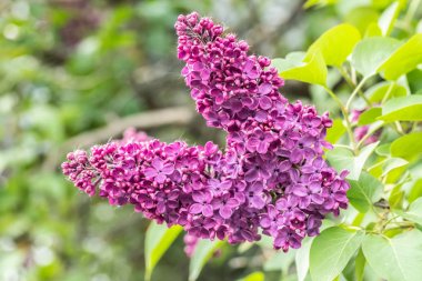 Bahçede baharda açan leylak çiçekleri.