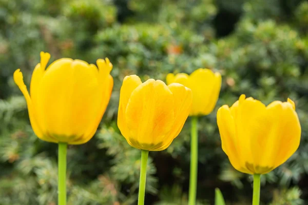 Laranja tulipa flores no canteiro de flores no parque da cidade — Fotografia de Stock