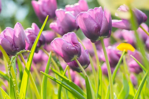 Fleurs de tulipes violettes sur le lit de fleurs dans le parc de la ville — Photo