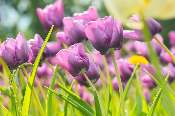 Fleurs de tulipes violettes sur le lit de fleurs dans le parc de la ville — Photo