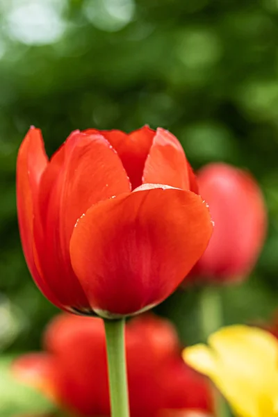 Red tulip flower on flowerbed in city park — Stock Photo, Image