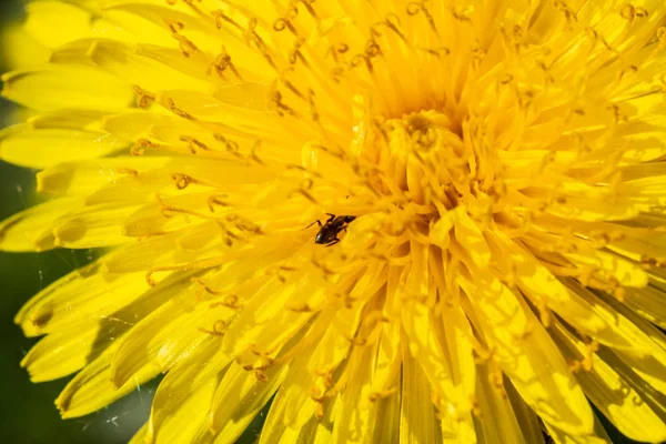 Vista superior de la flor de diente de león amarillo en primavera — Foto de Stock