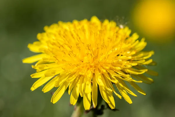 Vista macro da flor de dente-de-leão amarelo na primavera — Fotografia de Stock