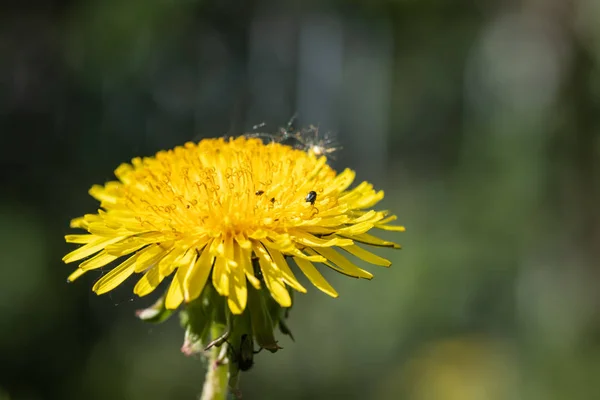 春の黄色いタンポポの花のマクロビュー — ストック写真