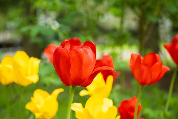 Красные и желтые цветы тюльпана на клумбе в городском парке — стоковое фото