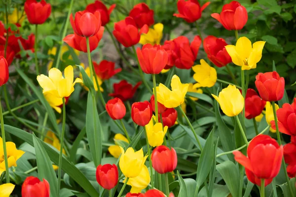 Red and yellow tulip flowers on flowerbed in city park — Stock Photo, Image
