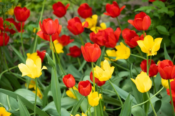 Red and yellow tulip flowers on flowerbed in city park — Stock Photo, Image