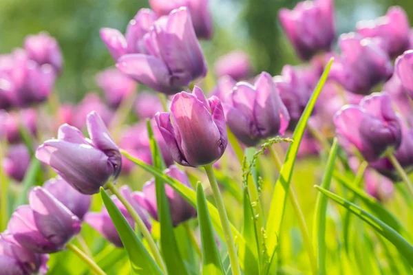 Fleurs de tulipes violettes sur le lit de fleurs dans le parc de la ville — Photo