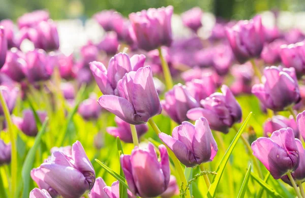 Violet tulipán virágok virágágyás a városi parkban — Stock Fotó