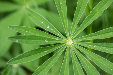 Yağmurdan sonra lupine yaprakları üzerine su damlaları