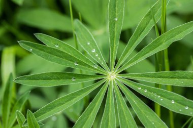 Yağmurdan sonra lupine yaprakları üzerine su damlaları