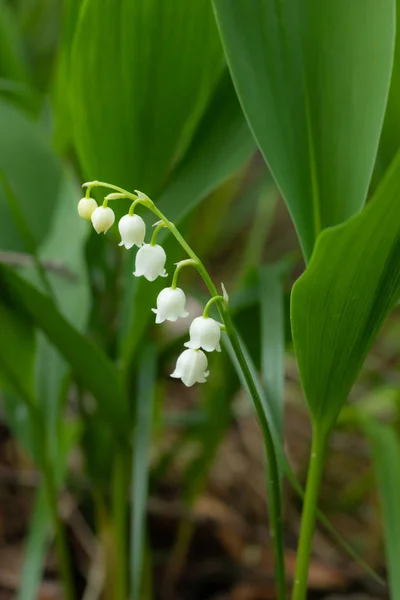 Lys de la vallée fleur dans la forêt de printemps — Photo