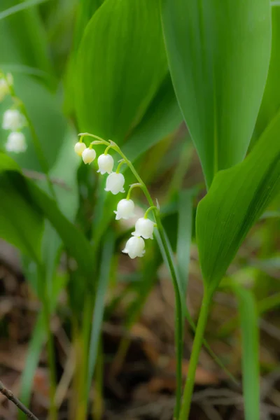 Lily z údolí květina v jarním lese — Stock fotografie