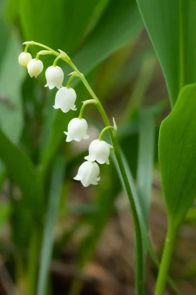 Lily of the valley flower in spring forest — Stock Photo, Image