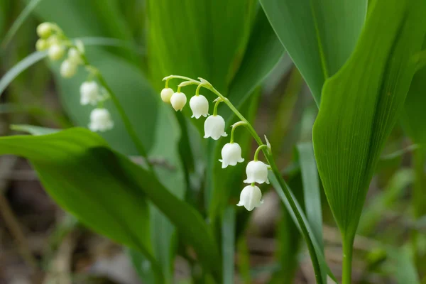 Lirio de la flor del valle en bosque de primavera — Foto de Stock
