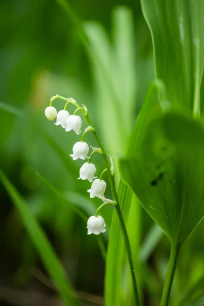 Lily kwiat doliny w wiosennym lesie — Zdjęcie stockowe