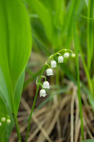Lily of the valley flower in spring forest — Stock Photo, Image