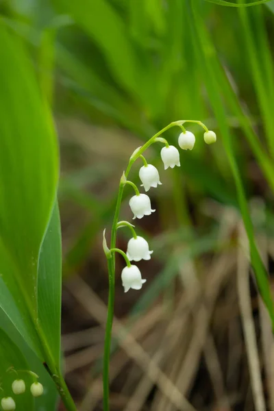 Lys de la vallée fleur dans la forêt de printemps — Photo