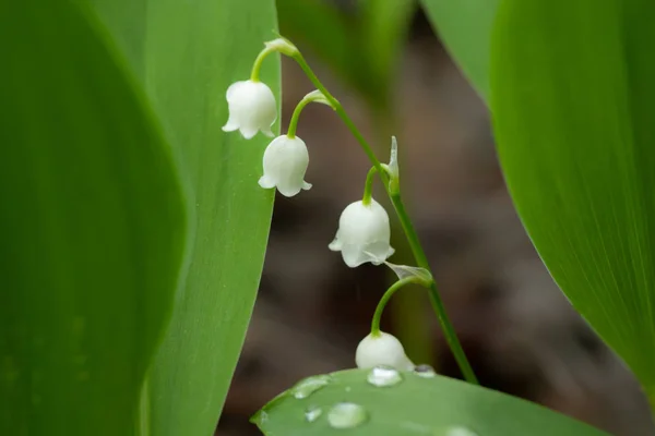 Lilja av dalen blomma i vårskogen — Stockfoto