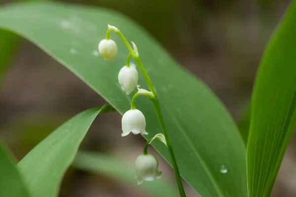 Lys de la vallée fleur dans la forêt de printemps — Photo