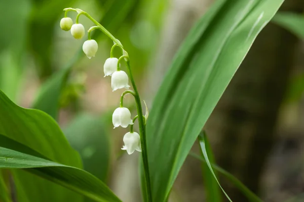 Lys de la vallée fleur dans la forêt de printemps — Photo