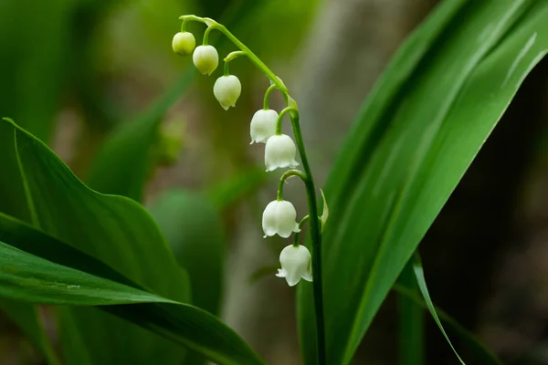 Liliom a völgyből virág a tavaszi erdőben — Stock Fotó