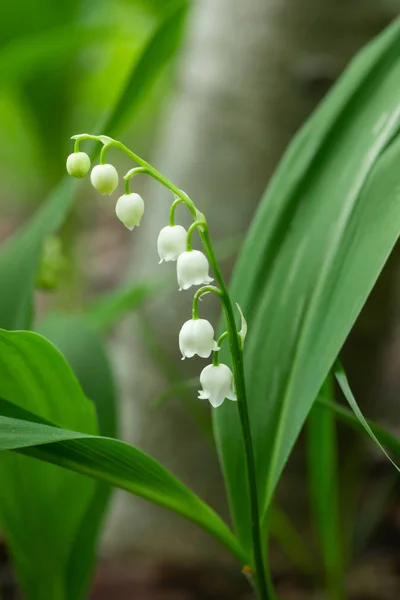 Lily της κοιλάδας λουλούδι στο δάσος άνοιξη — Φωτογραφία Αρχείου