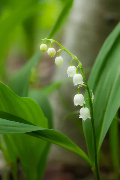 Lily z údolí květina v jarním lese — Stock fotografie