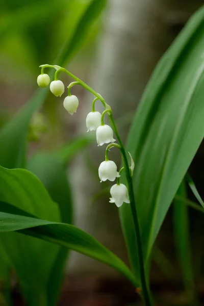 Lilja av dalen blomma i vårskogen — Stockfoto