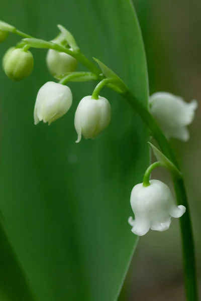 Lys de la vallée fleur dans la forêt de printemps — Photo