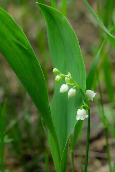 Lys de la vallée fleur dans la forêt de printemps — Photo