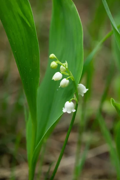 Lilja av dalen blomma i vårskogen — Stockfoto