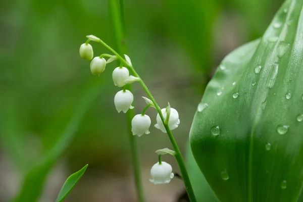 Lily kwiat doliny w wiosennym lesie — Zdjęcie stockowe