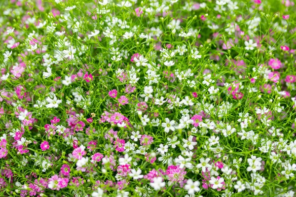 Nahaufnahme viele kleine Zigeunerblumen rosa und weiße Blumen Hintergrund — Stockfoto