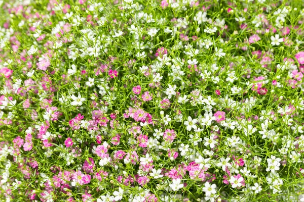 Fechar-se muitos pouco gypsophila rosa e flores brancas fundo — Fotografia de Stock