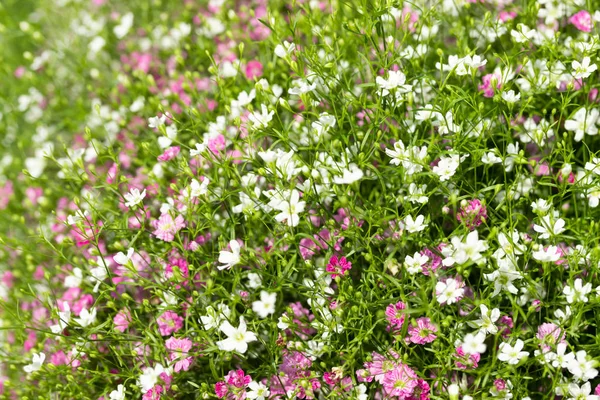 Fechar-se muitos pouco gypsophila rosa e flores brancas fundo — Fotografia de Stock