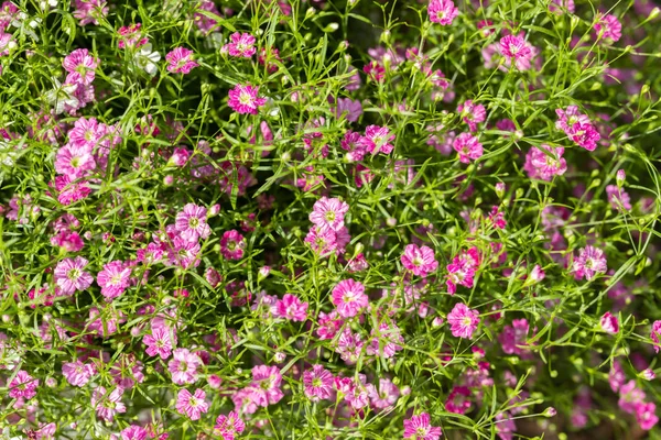Närbild många små Gypsophila rosa och vita blommor bakgrund — Stockfoto