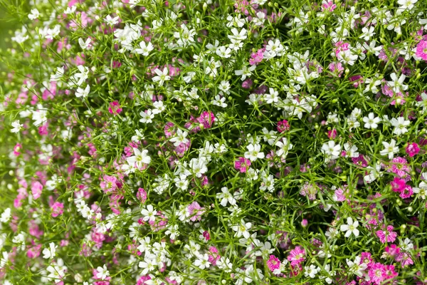 Närbild många små Gypsophila rosa och vita blommor bakgrund — Stockfoto