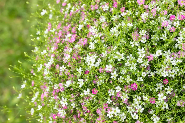 Nahaufnahme viele kleine Zigeunerblumen rosa und weiße Blumen Hintergrund — Stockfoto