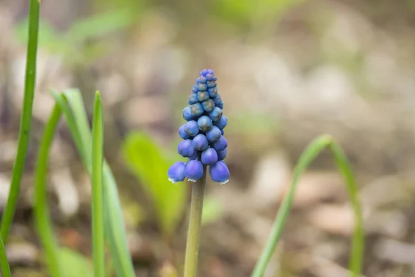 Kék Muscari a spirng kertben, tavaszi növény, wildflowers. Makróforgatás. — Stock Fotó